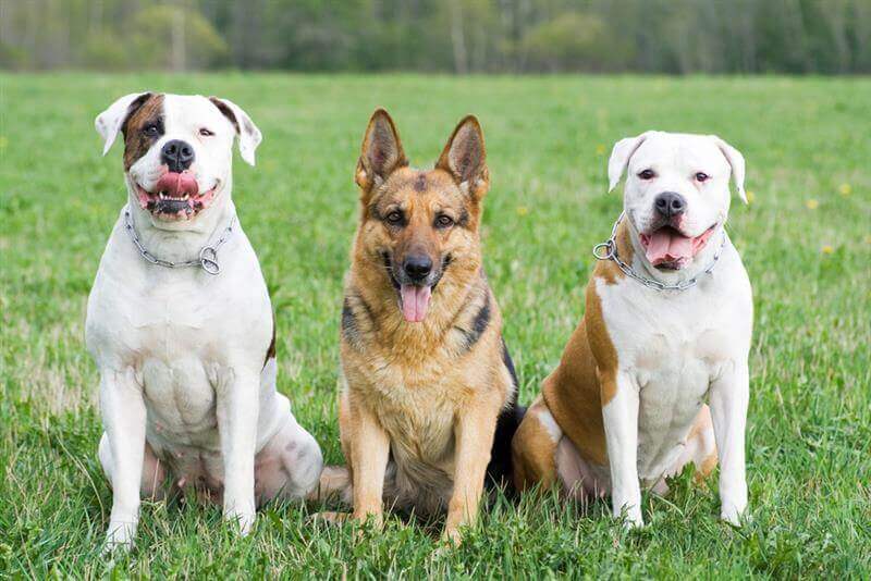 Three dogs at the park posing for camera.